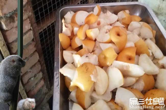 廣東竹鼠養殖合作社