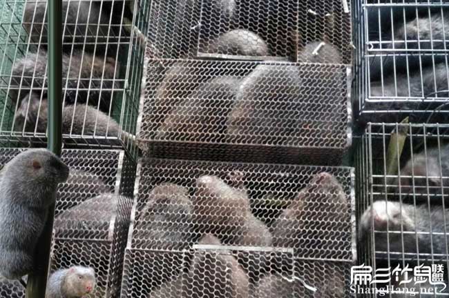 河北竹鼠批發價格