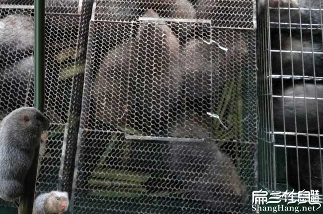 商品竹鼠回收