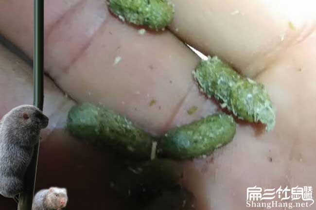 重慶竹鼠養殖腸炎