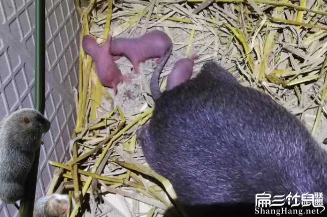 竹鼠種苗批發