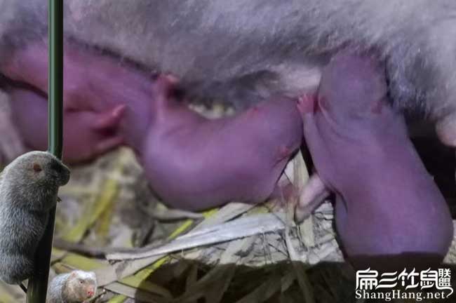 湖南竹鼠種苗價格