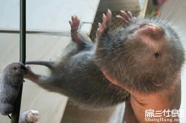 云浮竹鼠養殖培訓