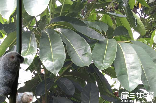大化竹鼠養殖