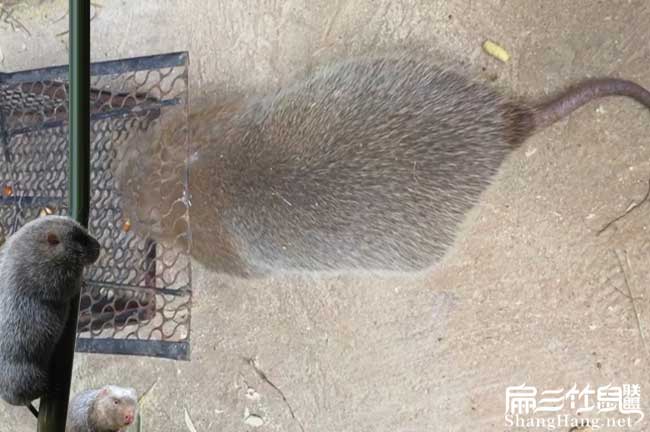 河池竹鼠批發