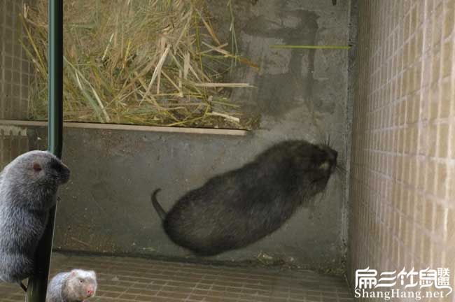 遂寧2025對廣安竹鼠養殖種苗場 四川紅頰白毛基地1890元/對