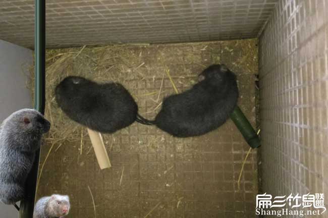 馬山竹鼠養殖