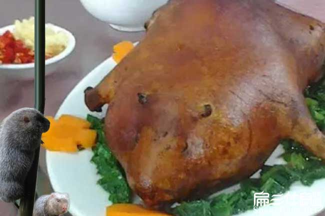 永川竹鼠批發