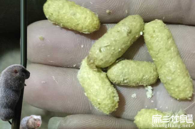 婁底竹鼠養殖技術