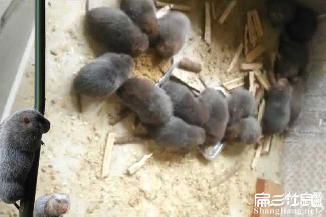 益陽竹鼠養殖