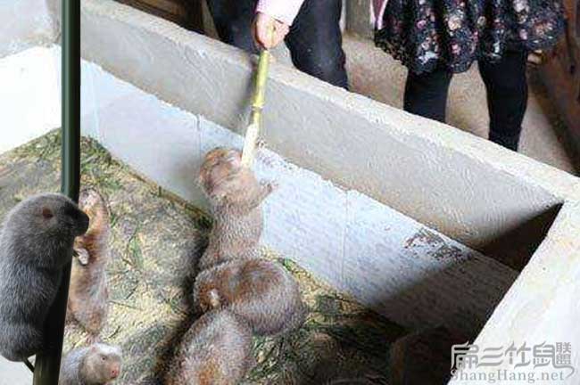 樂平竹鼠養殖
