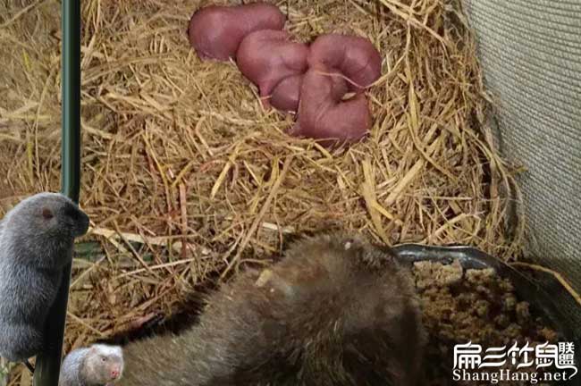 白毛 廣西特大竹鼠養殖基地 桂林野兔豚鼠紅頰80對種苗491元