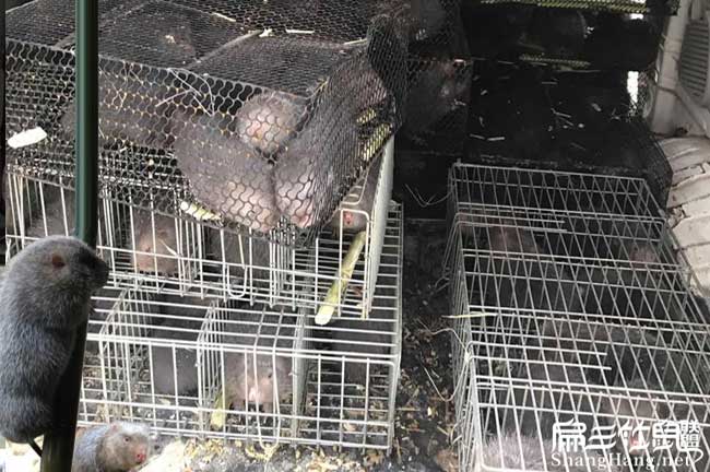遂寧2025對廣安竹鼠養殖種苗場 四川紅頰白毛基地1890元/對