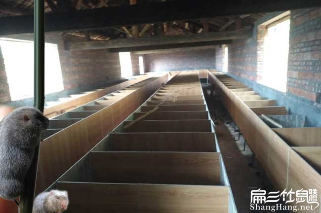 竹鼠養殖環境