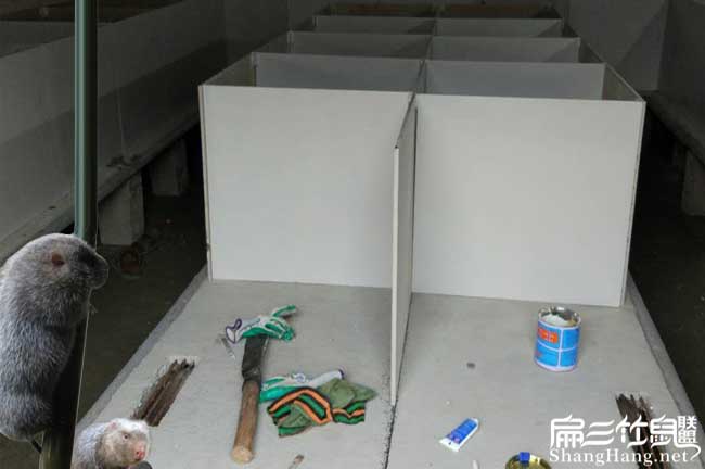 竹鼠養殖技術