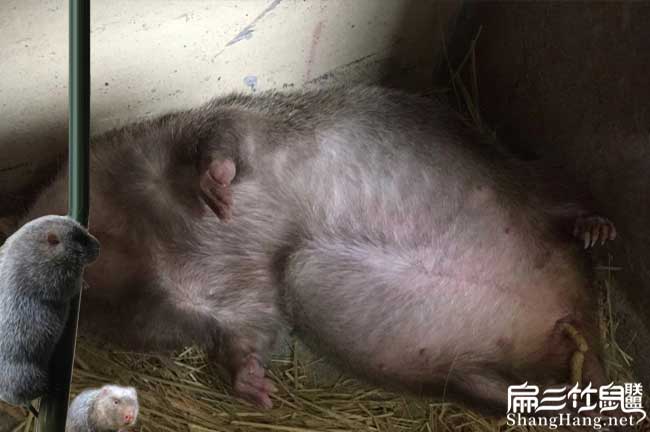 想回常山華僑養殖竹鼠 想回常山華僑養殖竹鼠