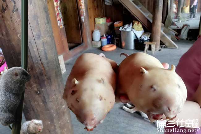 北碚竹鼠養殖