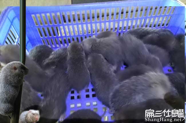 連平竹鼠種苗批發