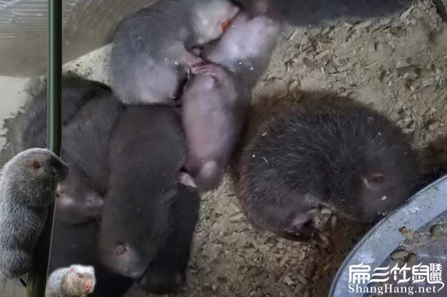 河源養殖竹鼠
