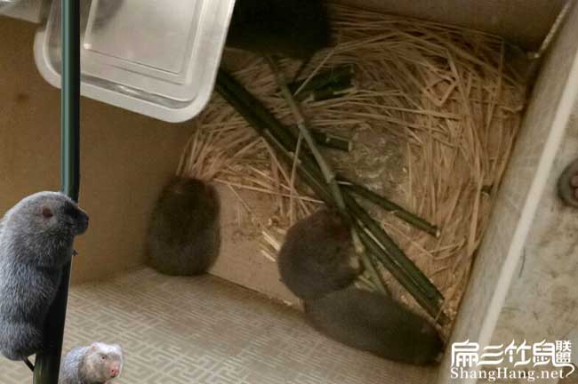 重慶竹鼠養殖技術