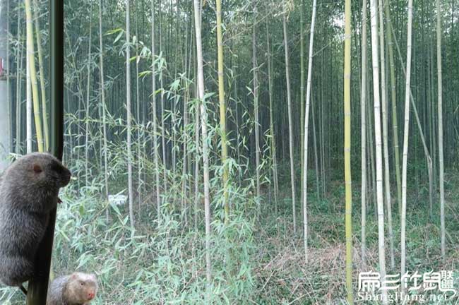 馬山竹鼠養殖