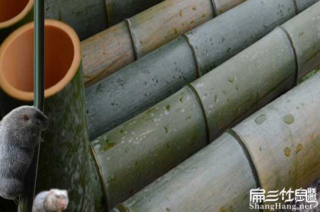賓陽竹鼠養殖