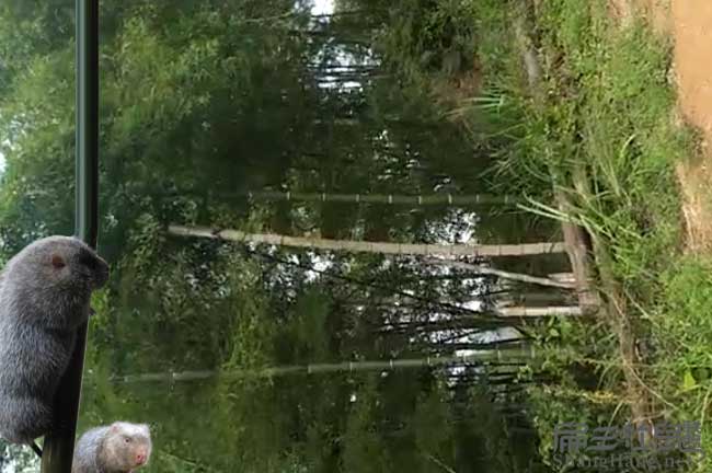 河池竹鼠養殖基地