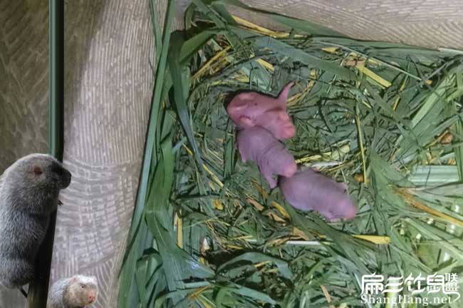 四川竹鼠種苗批發