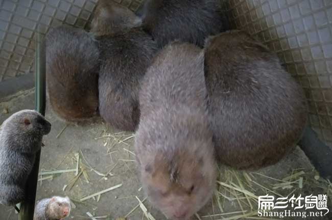 龍巖竹鼠養殖