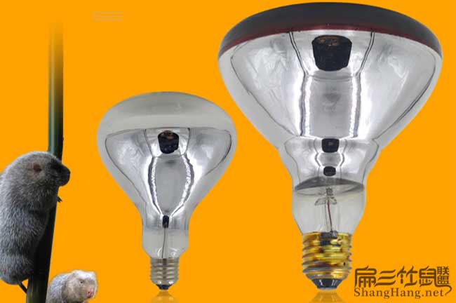竹鼠在臺江好養殖嗎? 竹鼠在臺江好養殖嗎?