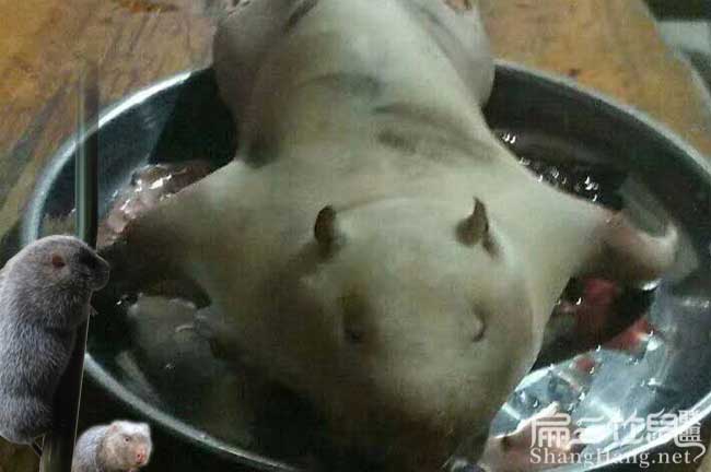竹鼠養殖設備