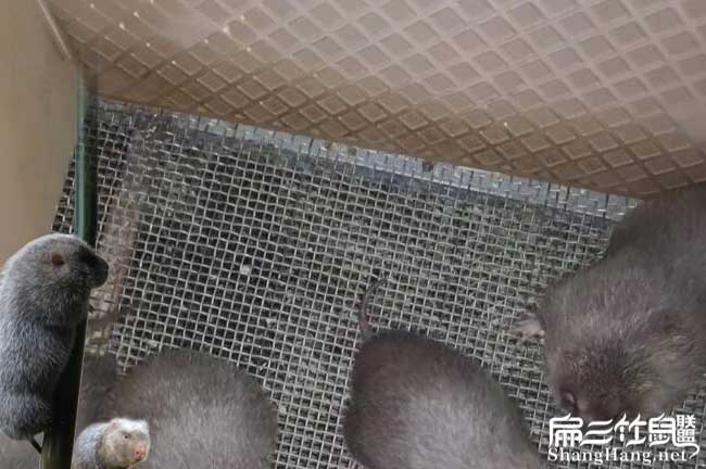 竹鼠養殖鋼網