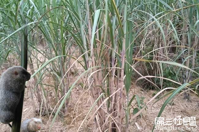 海南竹鼠養殖種苗場 三亞紅頰?？陔嗍笠巴灭B殖基地101對