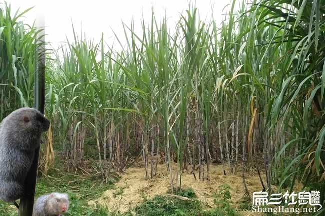 都勻福泉竹鼠種苗場銷路回收購 紅頰白毛竹鼠養殖基地80對