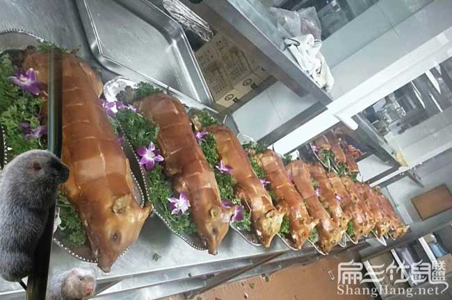 新皇竹草種子
