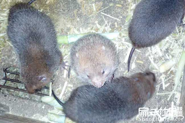 巴中Zhushu阿壩竹鼠養殖基地 野兔白毛紅頰竹鼠種苗480元/對