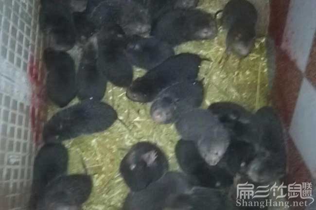 云南竹鼠養殖場