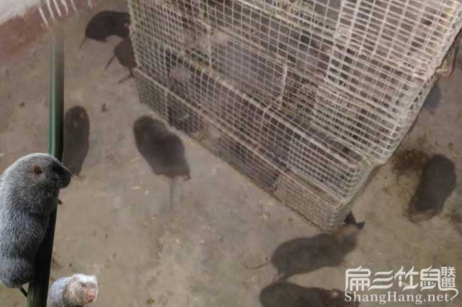 福建規劃竹鼠基地