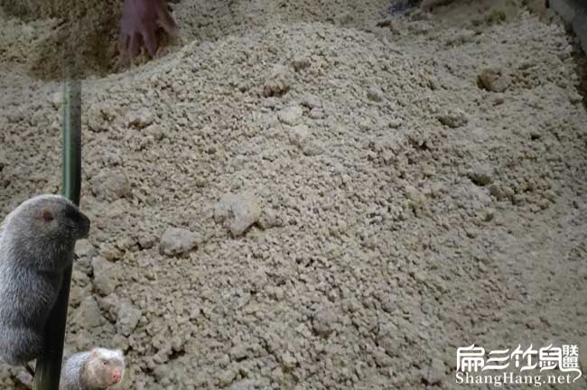 南平竹鼠之鄉