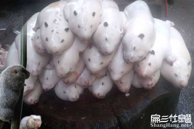 商品竹鼠批發基地