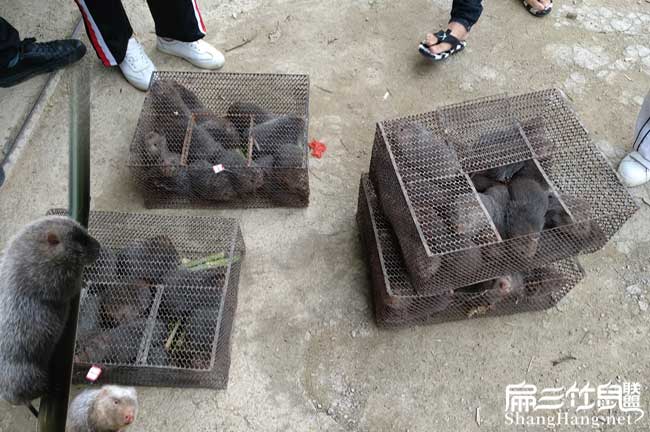 臨汾竹鼠發貨