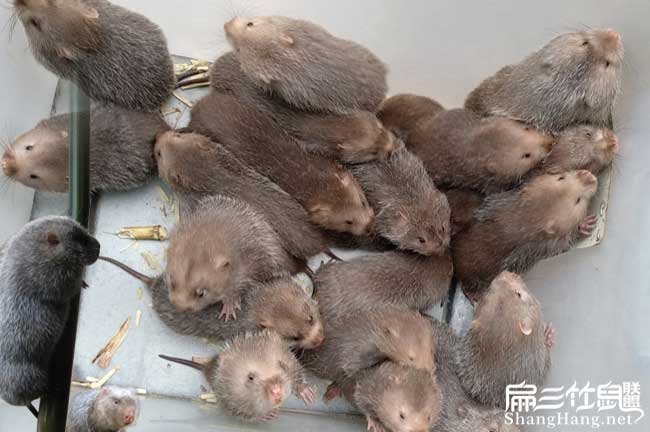 福建竹鼠之鄉