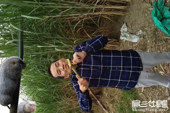 規模種植甘蔗