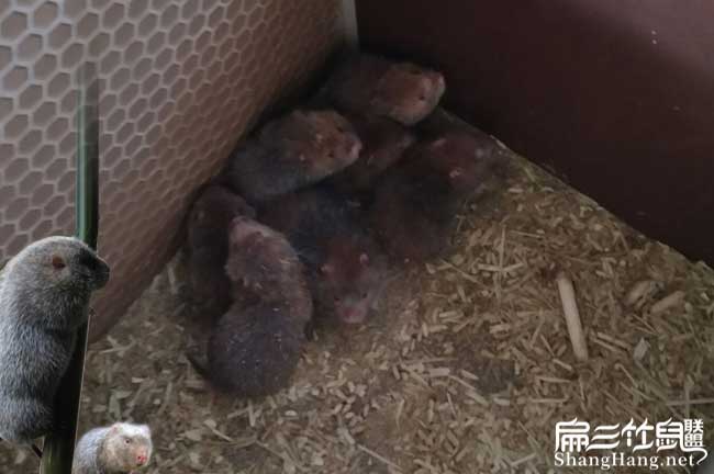 云南竹鼠現場