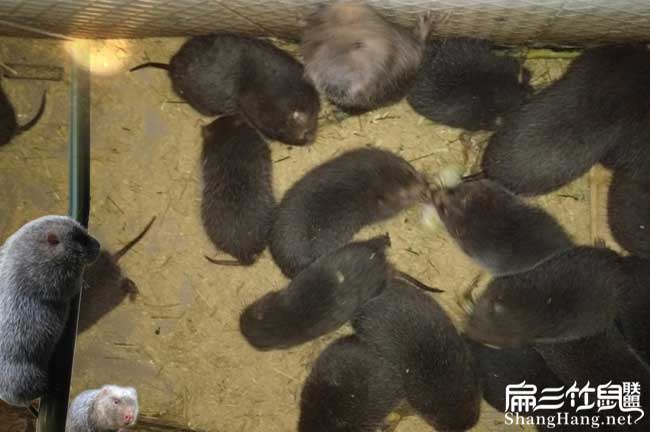山西竹鼠種苗批發