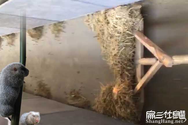 竹鼠養殖衛生管理
