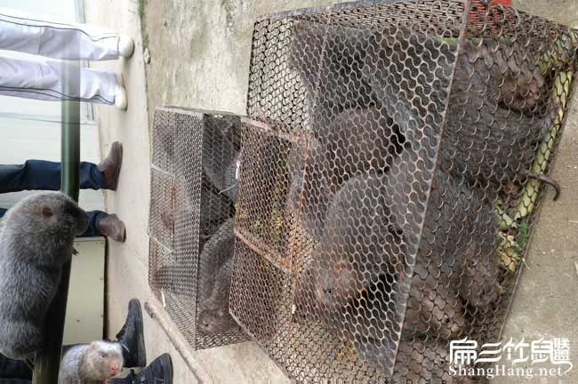 遼寧竹鼠養殖合作社種苗批發