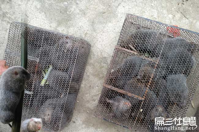 黑龍江竹鼠批發