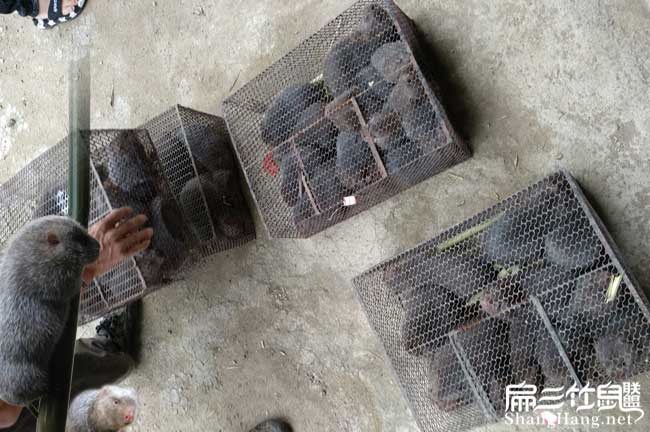 廣西賣紅頰86對白毛竹鼠種苗場 2024廣東養殖竹鼠基地380元