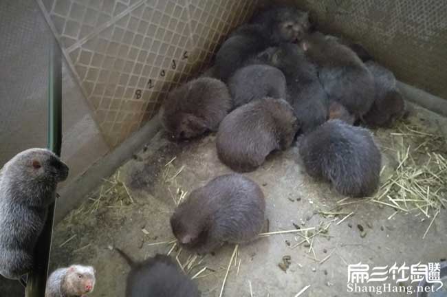 福建竹鼠養殖技術培訓